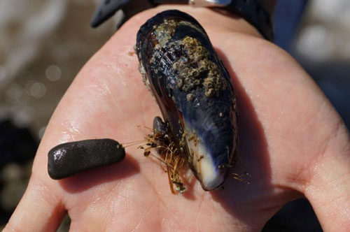 mussel