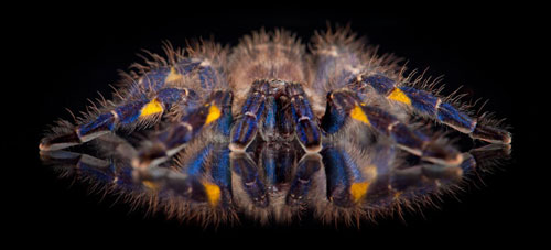 Gooty Sapphire Ornamental Tarantula