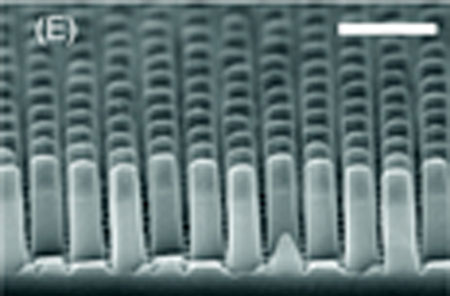 SEM image of nanopillar structure
