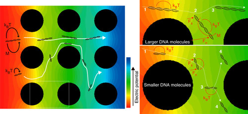 Small DNA requires more time by rotating and snaking through the nanopillar