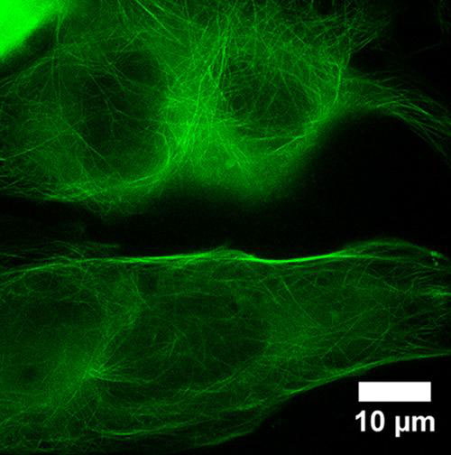 Microtubular Structure