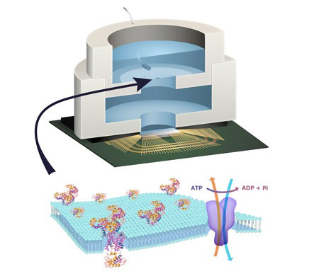 Illustration depicting biocell attached to CMOS integrated circuit with membrane containing sodium–potassium pumps in pore