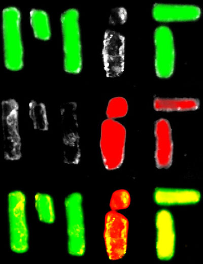 microRNA nanoparticles light up green or red when they encounter their target