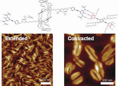 Hierarchical self-assembly of supramolecular muscle-like fib