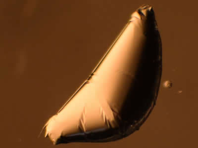 A liquid droplet wrapped in an ultrathin elastic sheet resembles a 3 millimeter-long empanada