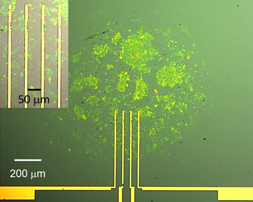 Optical micrograph of a fabricated conductometric graphene oxide gas sensor