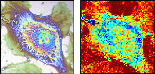 phase contrast and thermal image of a cell