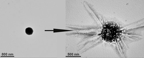 cluster of gold nanoparticles (left), formed under exposure to ultraviolet light