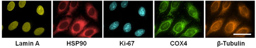 HeLa cells stained with antibodies