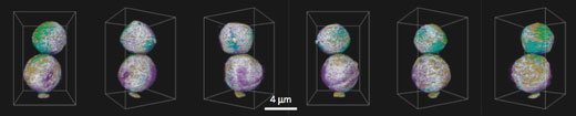 3D elemental association maps generated using transmission X-ray tomography