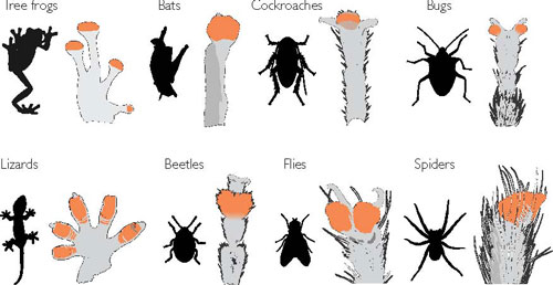 Diversity of sticky footpads