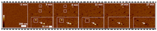 Atomic force microscopy sequence showing how the virus-like particles (bright blobs) land on a bacterial model membrane and subsequently sink into the membrane to leave bullet-holes (dark) in it