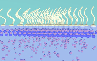 Schematic illustration of the formation of ZnO nanosheets directed by surfactant monolayer