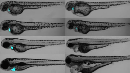 Zebrafish larvae