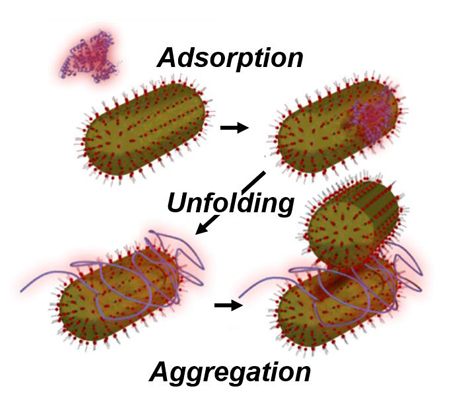 Nanoparticle Aggregation
