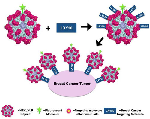Modifying Hepatitis E Virus-like Particles to Target Cancer Cells