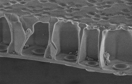 The honeycomb sandwich plate cross-section of the silica shell of a diatom