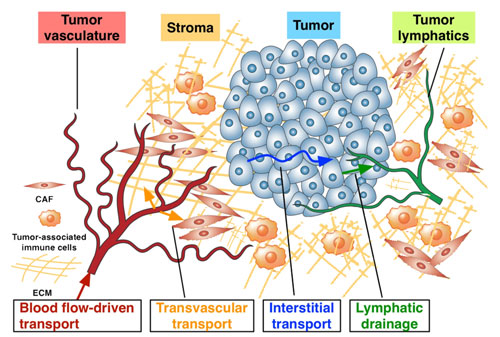 The complex microenvironment of tumors is presenting a challenge in developing effective anticancer treatments