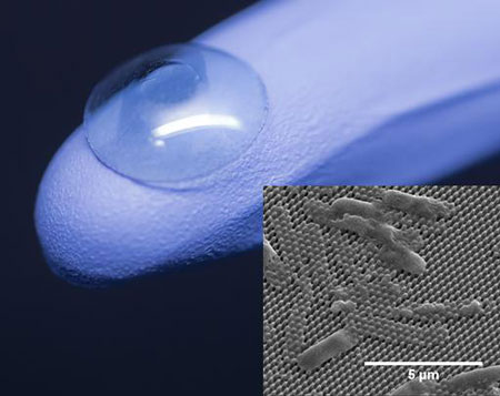 The center of an artificial cornea (on glove) is coated with tiny pillars that impale and kill bacterial cells (inset)