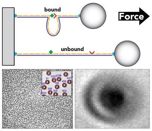 DNA Nanoswitch Technology Integrated with Centrifuge Force Microscopy