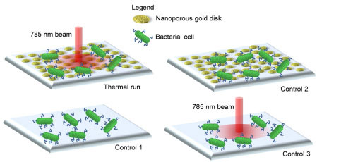 Photothermal inactivation of heat-resistant bacteria on nanoporous gold disk arrays