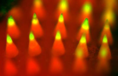 Fluorescence Imaging of a Microneedle Patch