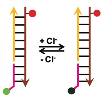 This illustration depicts the chloride sensor, called Clensor
