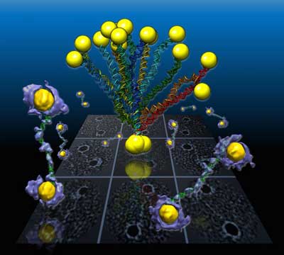 Illustration of Double-helix DNA Segments Connected to Gold Nanoparticles
