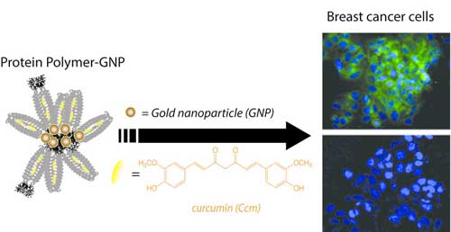 Gold nano particle molecule delivers curcumin to cancer cells