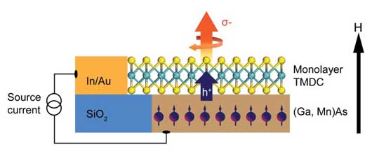 This schematic shows a TMDC monolayer coupled with a host ferromagnetic semiconductor