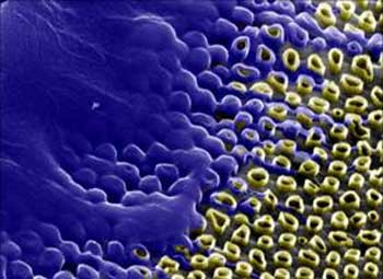 Electron microscope image of animal cells (colored blue) cultured on an array of carbon nanotubes