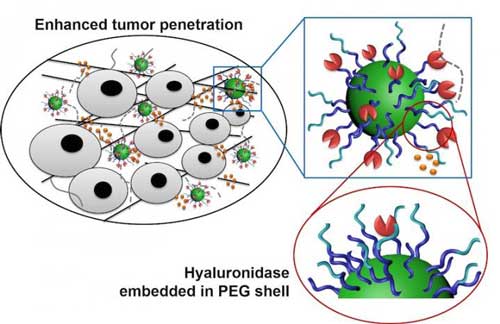 Tumor Penetration with nanoparticles