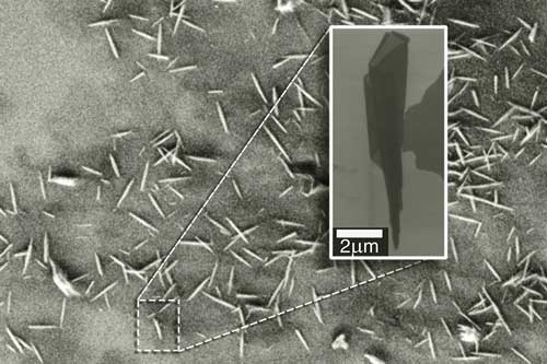 An electron microscopy image shows many examples of nanoscrolls