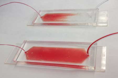 blood biopsy device