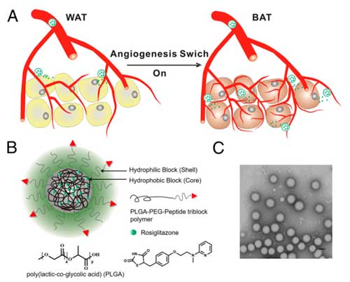 Fat-fighting nanoparticles