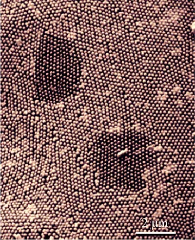 Scanning electronmicroscopy image of a single ommatidium surface of an eye in the moth Manduca sexta