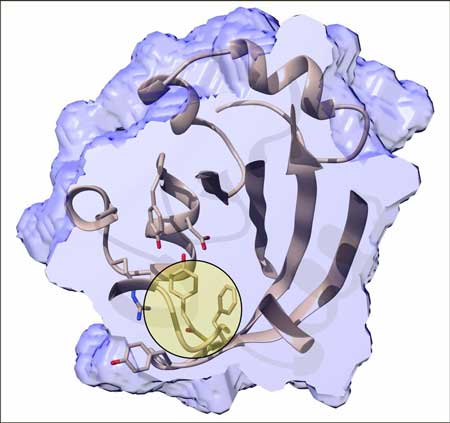 Inner structure of the photactive yellow protein 800 femtoseconds after the trans-to-cis isomerisation has been initiated by an ultrafast blue laser
