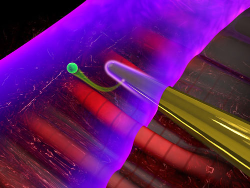 When laser light interacts with a nanoneedle (yellow), electromagnetic near-fields are formed at its surface