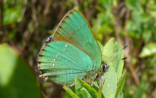 Callophrys Rubi or Green Hairstreak butterfly