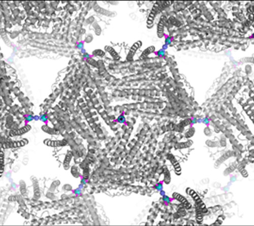  cage-like protein (gray) called ferritin was engineered to have metal hubs (blue) on its surface