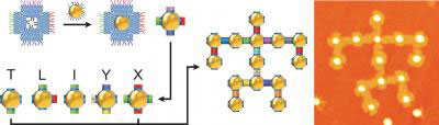 Schematic of DNA-Framed Nanoparticles