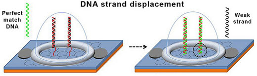 Schematic of DNA strand displacement on a biosensor chip