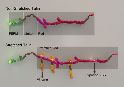 Talin stretching and stretch-induced vinculin binding
