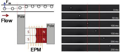EPM Actuation of Water Droplets in an Oil-Based Ferrofluid Under Continuous Flow