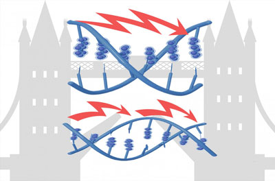 electrons flow across DNA by quantum tunneling