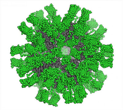 Icosahedron Nano-Cage with Fluorescent Proteins