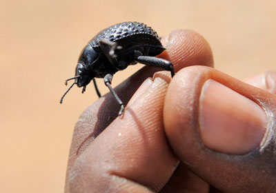 Stenocara beetle