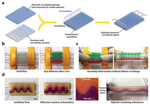 fabrication procedure for a hydrogel-elastomer microfluidic chip