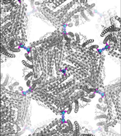 A cage-like protein (gray) called ferritin was engineered to have metal hubs (blue) on its surface