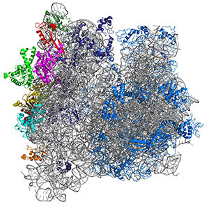 reengineered ribosome